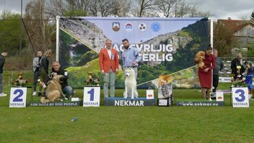 Psi: Dostupan muzjak sibirskog haskija za uzgoj ili kao ljubimac: Unreal — 10