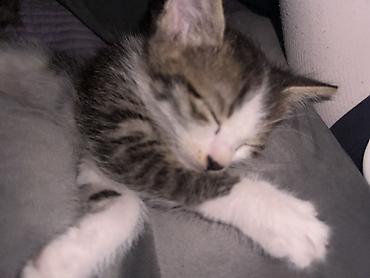 kitten: Отдам в добрые руки котят 🥰 Возраст: 2 месяца Шёрстка — 6