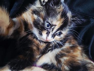 сиамскую кошку: Кошка даром: Бурманская, 5 месяцев, Девочка — 1