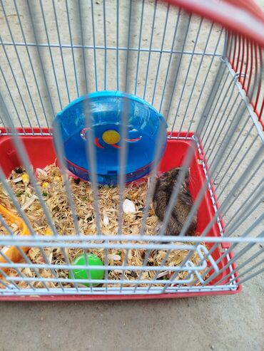 Digər heyvanlar: 1 aydı alınıb hər şeyi var.su qabı, yemək qabı, qəfəsi — 8