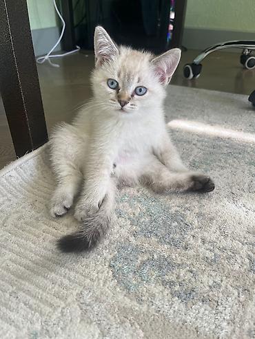 Pişiklər: Yaxşı əllərə — 1