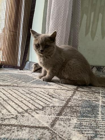 кошки сиамская: Шотландский котёнок, окрасы: кремовый/голубой пойнт и однотонный — 1