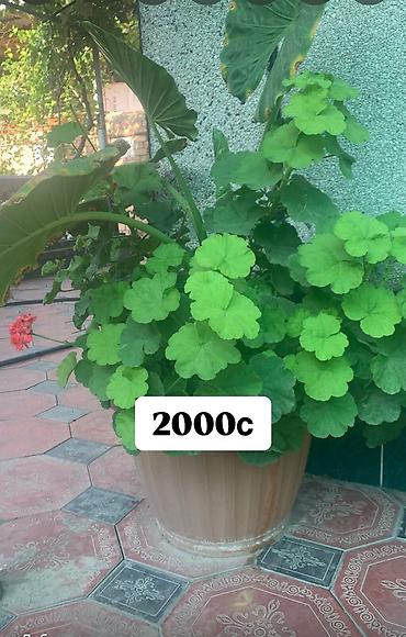 Фикусы: Комнатные и офисные цветы — 11