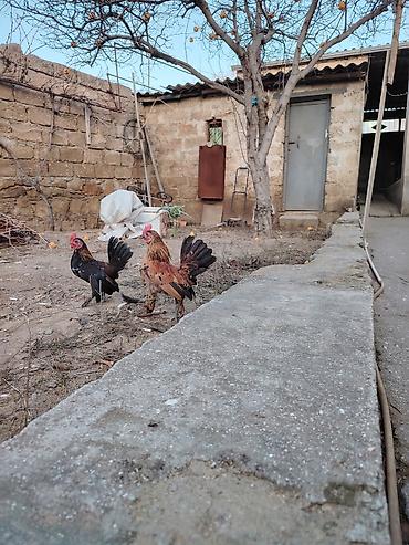 Xoruzlar: Yaponkalar satılır ünvan Əmircan — 17