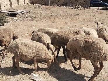 qala cinsi qoyun satilir: Salamtam saglam qoyunlardir 8 ededdir isdeyen elaqe saxlasin — 3
