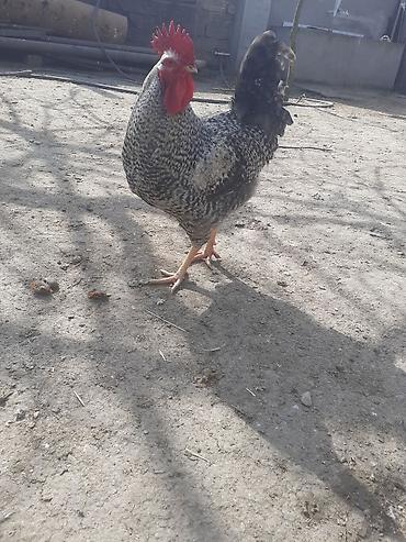 Toyuqlar: Toyuq, Damazlıq -da lalafo.az — 11 Toyuqlar: Toyuq, Damazlıq — 11