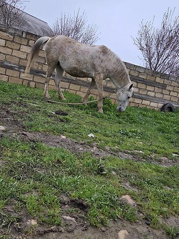 Atlar: Dişi, il: 7 — 18