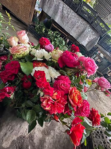 Другие садовые цветы и кустарники: Корни роз элитные сорта гарантия 100 % кустовые бардюрные спрей мини — 8