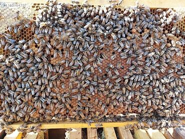 Arılar: Ari ailəsi satilir arı satışı Karnika cinsi f1 bu il mayalanmış