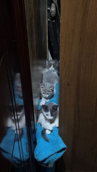дом для кош: Отдам в добрые руки!!!! Котята два месяца! Мама полубританка! Приучены