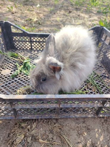 Dovşanlar: Ağ tüklü, qəhvəyi ləkəli dovşan - Yumşaq, sıx örtüklü ağ yun — 14