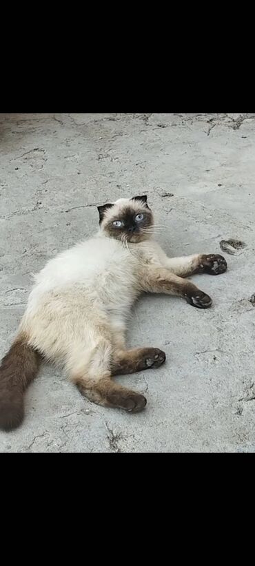 Şotland yastı qulaq, Erkək, Yaxşı əllərə, Ünvandan götürmə