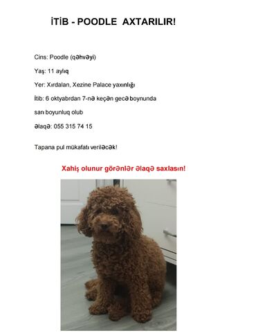 labrador iti: Poodle axtarilir. tapana pul mükafatı verilƏcƏk