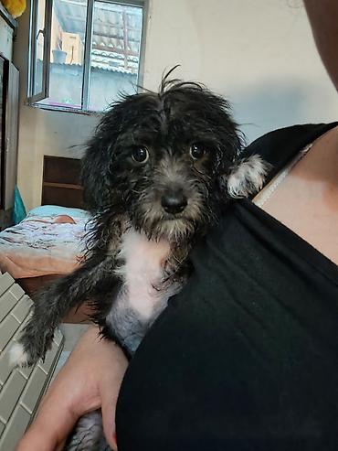 Pudel, 2 ay, Dişi, Ünvandan götürmə