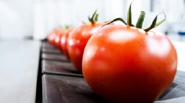 Digər istehsal avadanlığı: Kolibrovka sortlama makinasi Pomidor, Apelsin, Alma və s. kimi