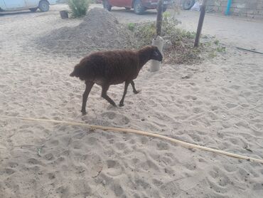 Qoyunlar, qoçlar: Salam 2dene diwi qoyun satilir beher yemis heyvandi unvan Mastaga