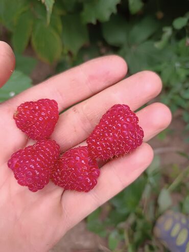 семена кукурызы: Уруктар жана көчөттөр Малина, Акысыз жеткирүү