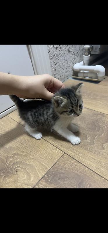 Продажа кошек: Котята, домашние. На фото — два малыша: - Тигрово-полосатый с белыми — 1