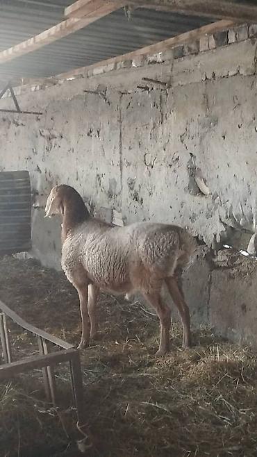 ат аренда: Продаю | Баран (самец) — 4