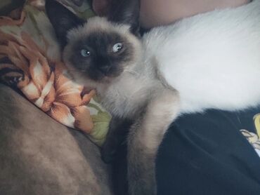 Pişiklər: Siam, Erkək — 12