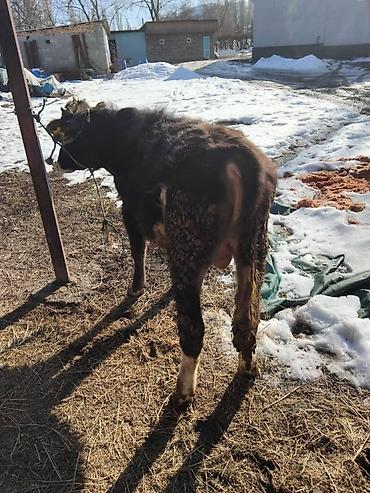 Коровы, быки: Продаю | Бык (самец) | Полукровка | На откорм | Привязанные — 2