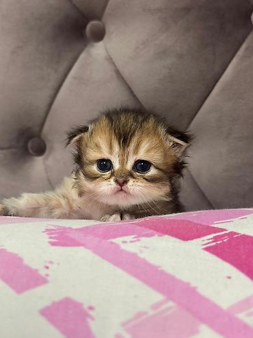 Pişiklər: Britan — 15