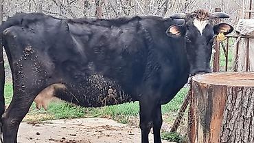 Inəklər, öküzlər: Erkək, Simental, il: 4, 550 kq — 11