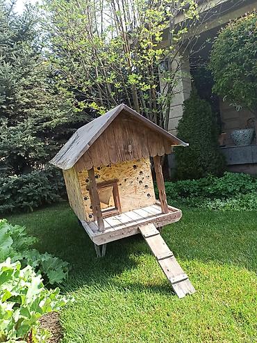 Куры, петухи: Продаю | Куры | Несушки — 2