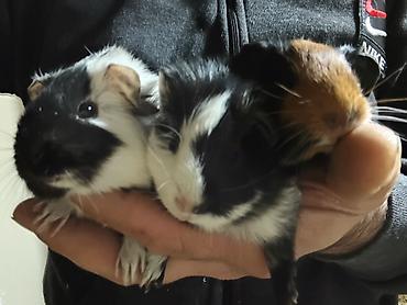 alman ovcarkası satılır: ] 🐹 Ən sakit və ən sübür Ginepiqlər artıq hazırdır! [  ] Evdə səs-küy — 7