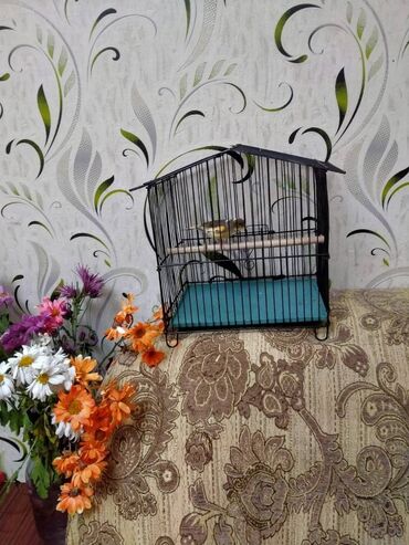 Bülbüllər: Salam. Bulbul satilir. 10 ayliqdi. Fevral ayinin qusudu. Oz qusumun -da lalafo.az — 8 Bülbüllər: Salam. Bulbul satilir. 10 ayliqdi. Fevral ayinin qusudu. Oz qusumun — 8