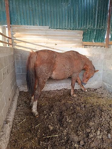 Лошади, кони: Продаю | Кобыла (самка) | Для разведения — 13