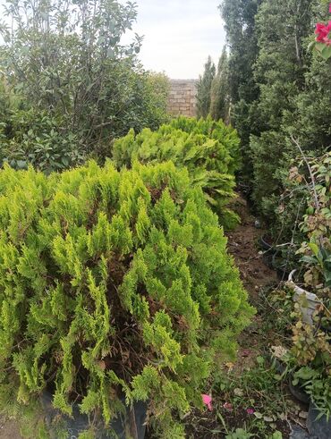 Landşaft işləri: Dekarativ bitgilerin satişi
xan cinar
ekvalit
zeytun — 17