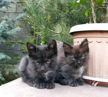 котёнок в добрые руки: В добрые руки! Кошечки! 2 месяца. Домашние, здоровенькие, активные