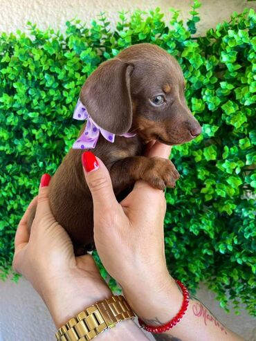 Psi: Odgajivacnica pasa "Happy Puppies" ima u ponudi prelepe stence mini — 10