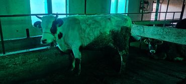 Коровы, быки: Продаю | Корова (самка) | Для молока | Привязанные at lalafo.kg — 5 Коровы, быки: Продаю | Корова (самка) | Для молока | Привязанные — 5