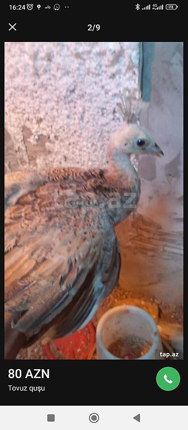 ov quşları: Tovuz quşu balası (paun cücəsi) - Növ: Tovuz quşu (peafowl) – gənc — 2