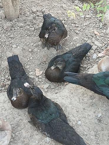 ördey: Zümrüd Muscovy (indoutka) ördəkləri 4 ayliq Cütü 50 azn - Növ — 2