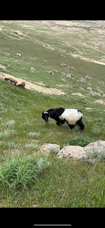 tutuquşu satılır: Erkək, Hələb, il: 2, Damazlıq, Ünvandan götürmə — 1
