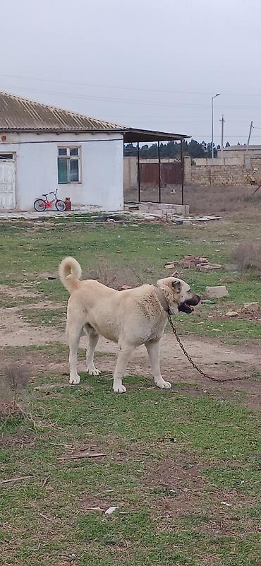 İtlər: Kanqal, 2 il, Erkek — 7