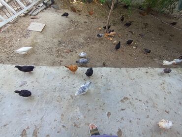 Digər quşlar: 2-3-4 aylıq cucelerdi.vaksinleri olub lasota çiçək vaksini.vitaminleri -da lalafo.az — 9 Digər quşlar: 2-3-4 aylıq cucelerdi.vaksinleri olub lasota çiçək vaksini.vitaminleri — 9