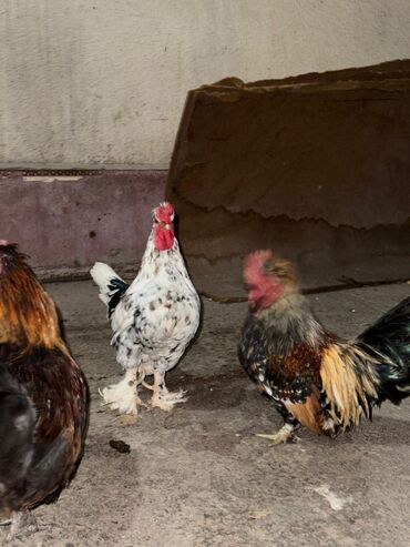 куплю йоркширского терьера: Срочно продам