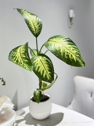 куплю саженцы роз: Цветы низкий цены! От 200 сом выше Диффенбахия (Dieffenbachia) в