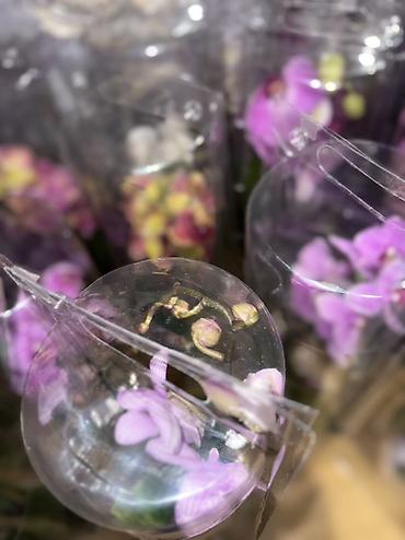 Орхидеи: Орхидея оптом и в розницу принимаем корпоративные заказы !!! Г at lalafo.kg — 27 Орхидеи: Орхидея оптом и в розницу принимаем корпоративные заказы !!! Г — 27