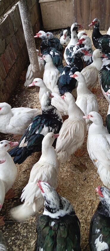 Ördəklər: Təcili satılır.Real alıcılar əlaqə saxlaya bilər — 6