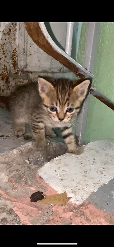 котятк: ИЩИМ ДОМ КОТЯТКАМ ❗️‼️ Котята, тигровые окрасы и один чёрный. Возраст — 2