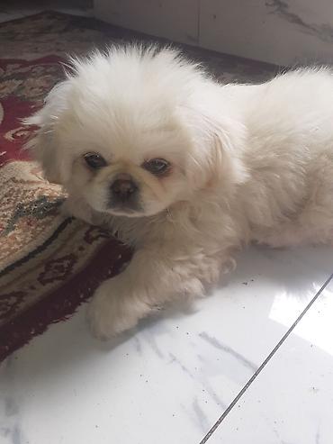 taxta qurdu: Pekines, Peyvəndli — 1