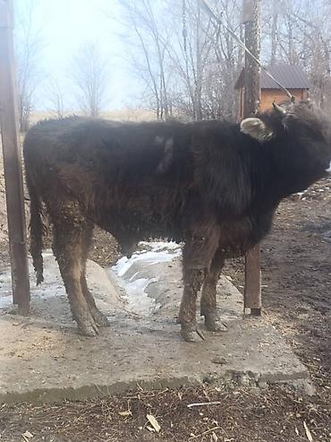 Коровы, быки: Продаю | Бык (самец) | На откорм | Привязанные — 3