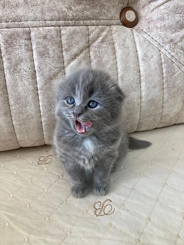 Pişiklər: Şotland yastı qulaq, Erkək, Dişi, Yaxşı əllərə, Ünvandan götürmə, Pulsuz çatdırılma, Ödənişli çatdırılma — 16