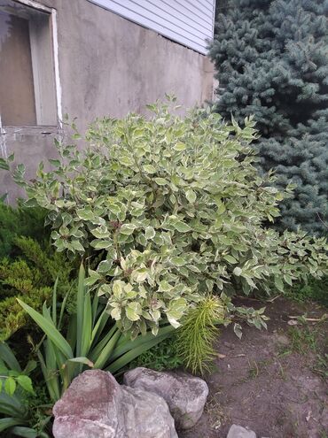 необычные подарки на день рождения: Үй жана бакча үчүн декор, Акылуу жеткирүү