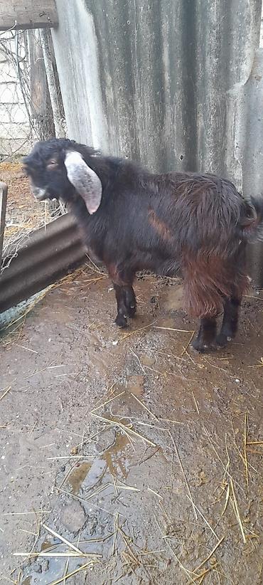 Keçilər, çəpişlər: Damazlıq keçi 10 ayliqdi — 3